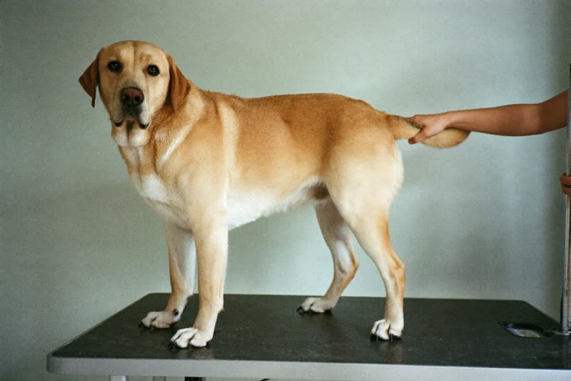 A labrador standing calmly on a grooming table