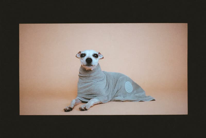 A small dog wrapped in a towel after a bath
