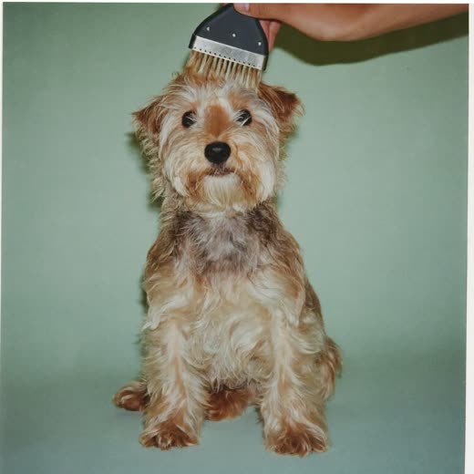 A terrier being brushed during a grooming session