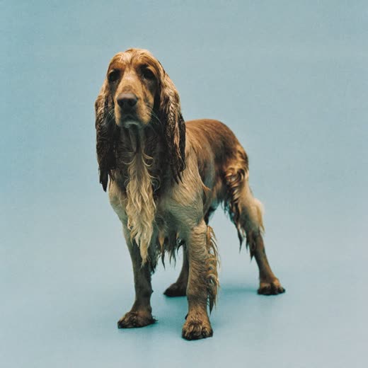 A wet spaniel after a bath