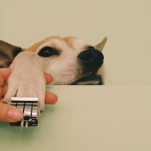 A dog's paw having its nails trimmed