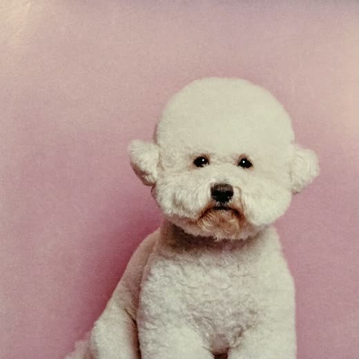 A freshly clipped bichon frise